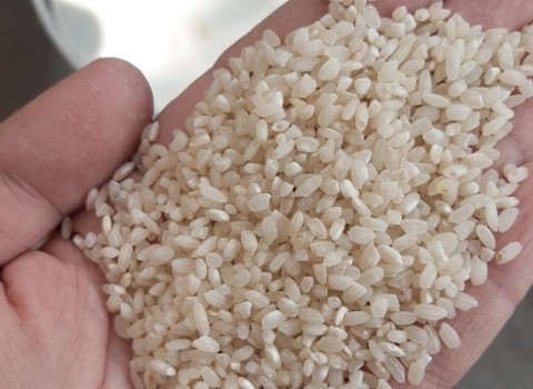 قیمت خرید برنج گرده محلی + فروش ویژه